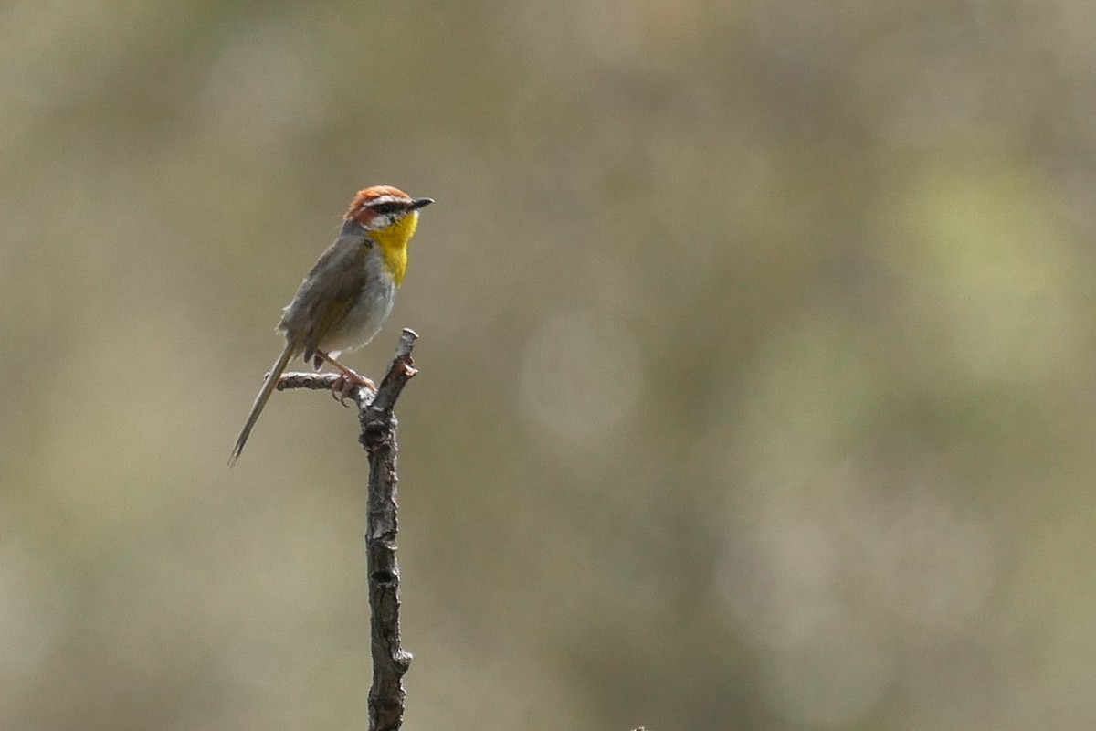 Rufous-capped Warbler - Grace Oliver