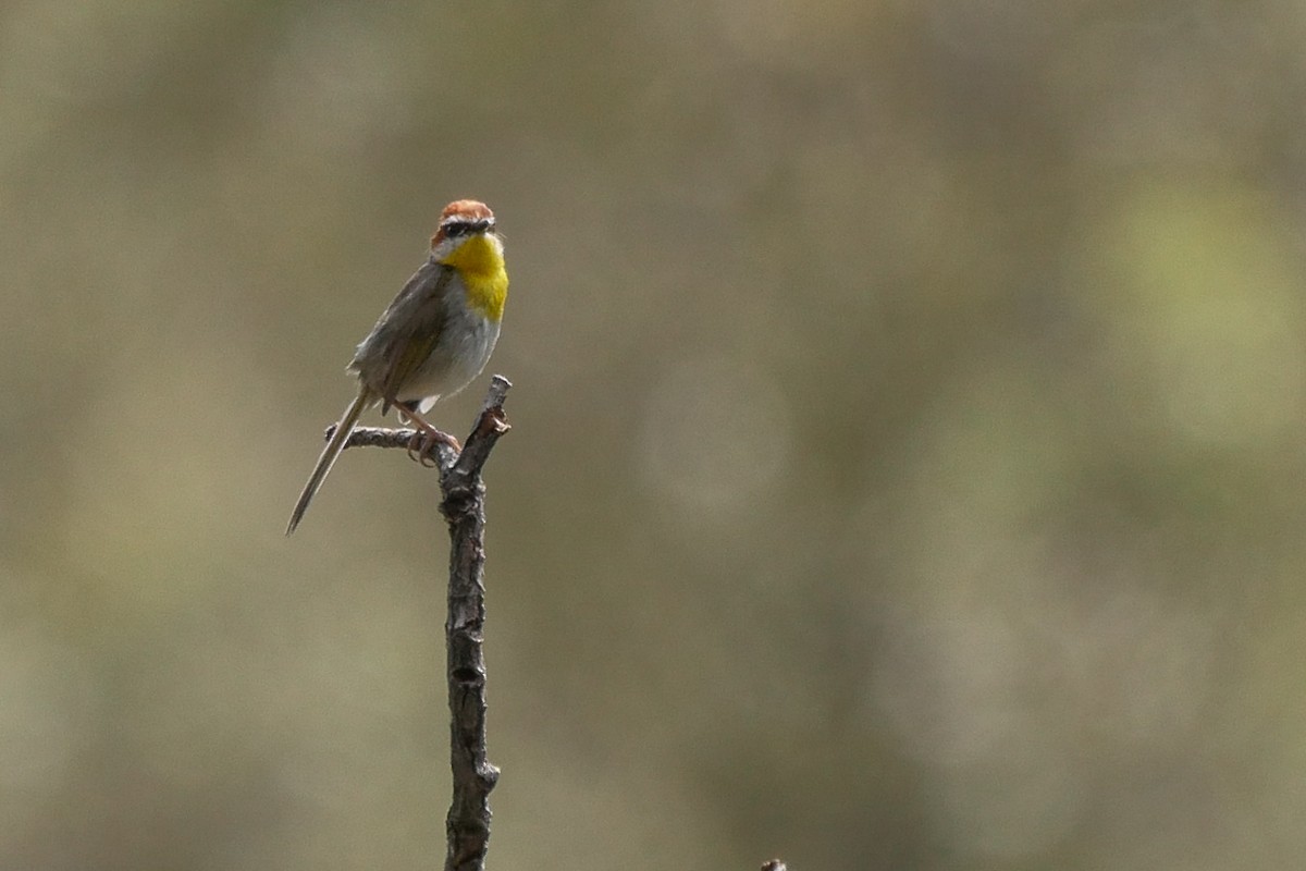 Rufous-capped Warbler - ML170997651