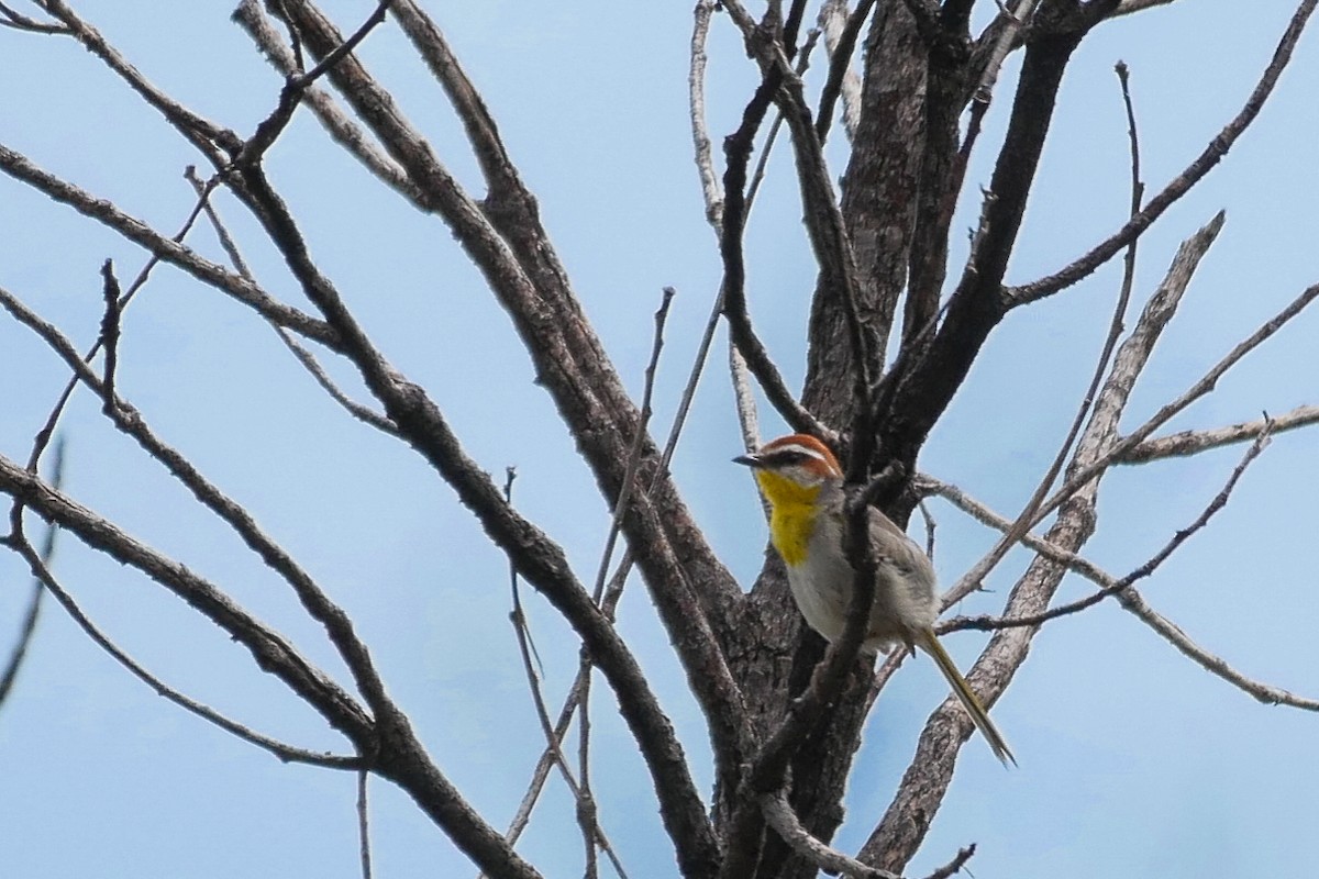 Rufous-capped Warbler - ML170997661
