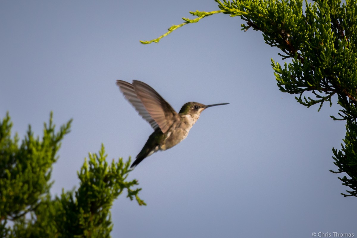 Ruby-throated Hummingbird - Chris Thomas