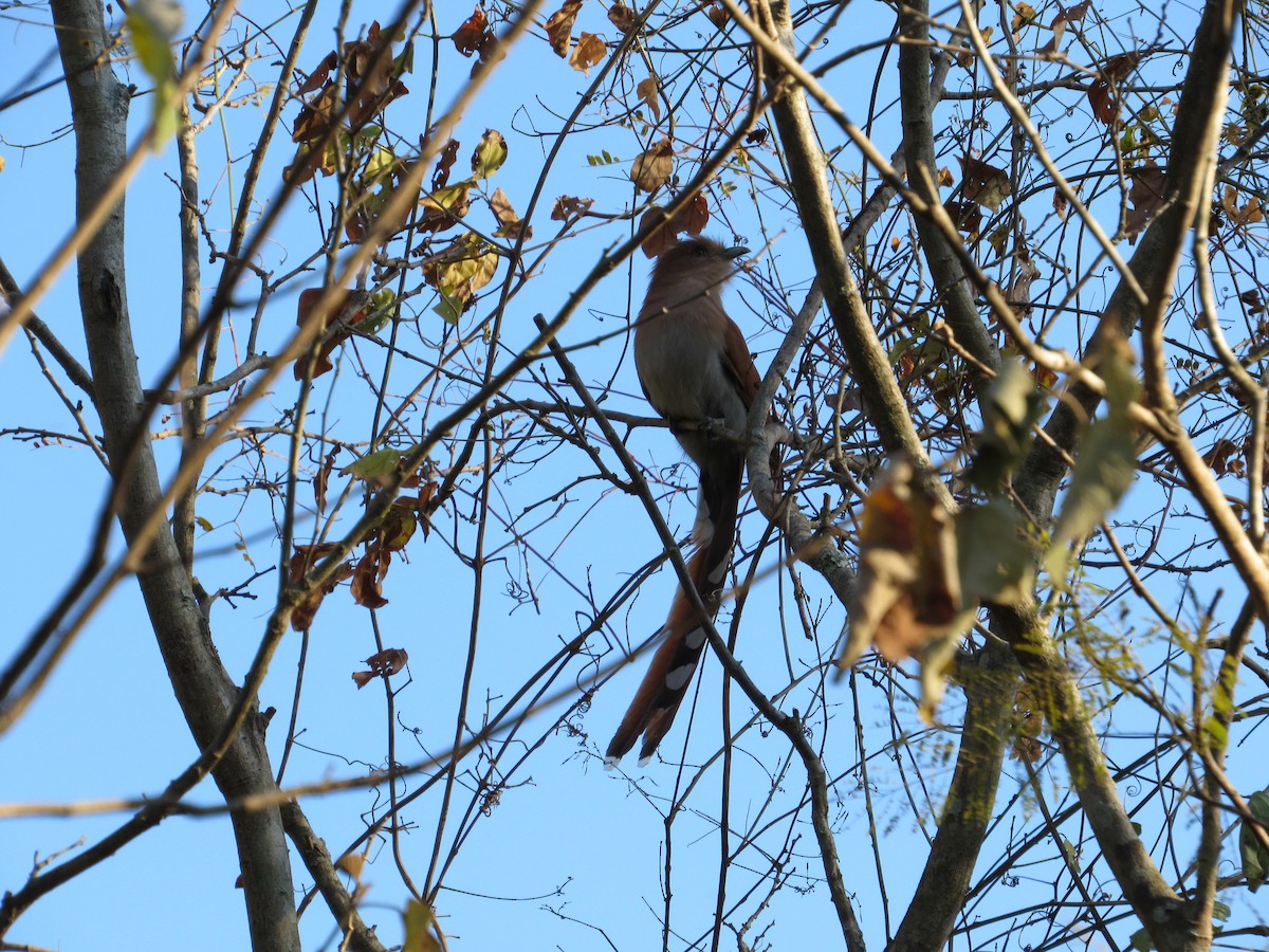 Squirrel Cuckoo - ML171002011