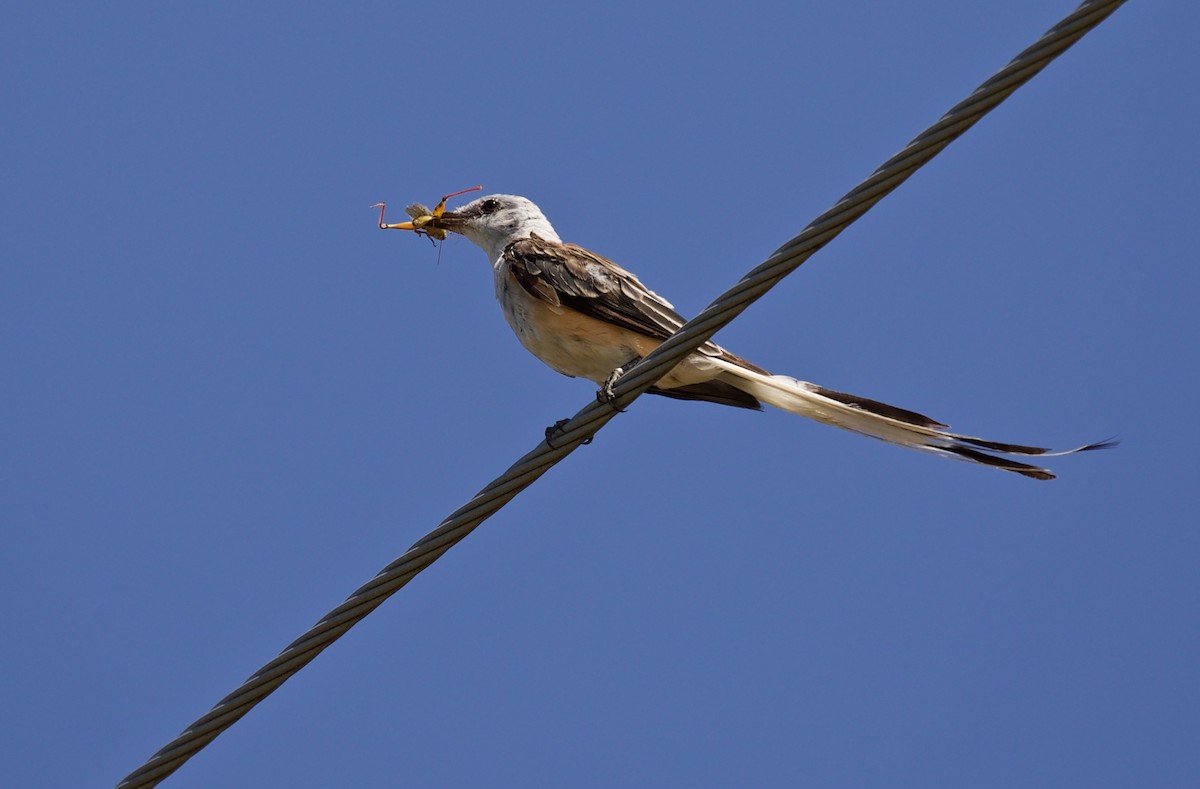 Scissor-tailed Flycatcher - Lance Runion 🦤