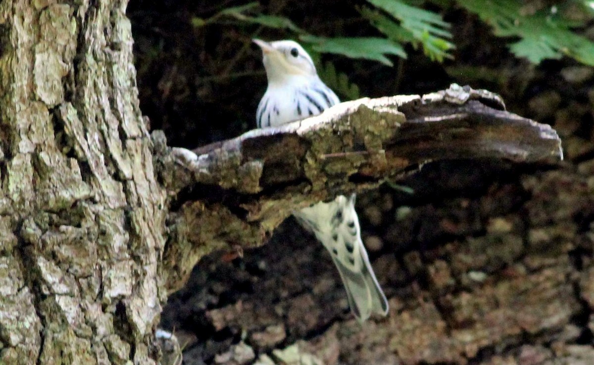 Black-and-white Warbler - ML171002891