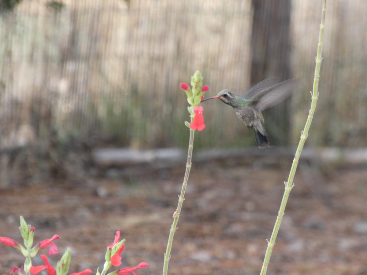 Broad-billed Hummingbird - ML171005061