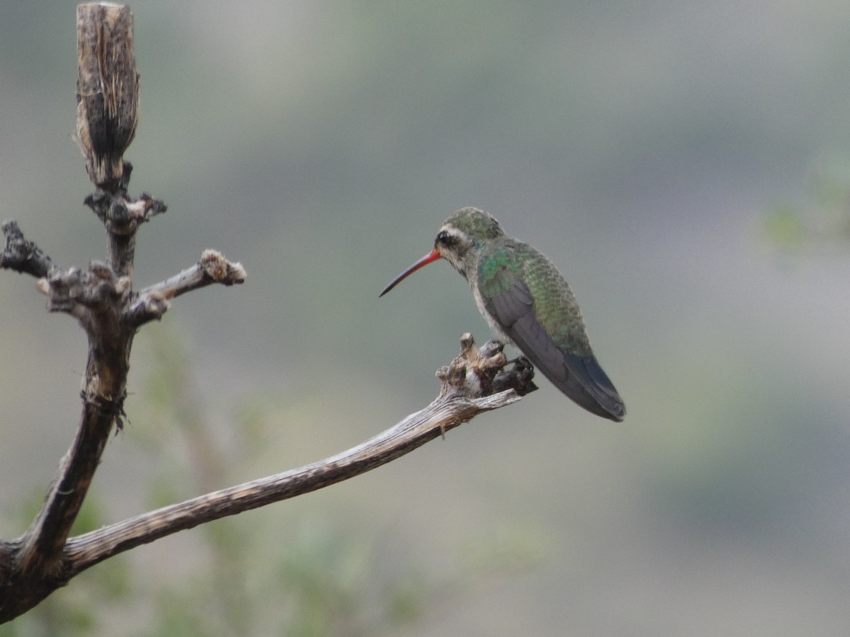 Broad-billed Hummingbird - ML171005081