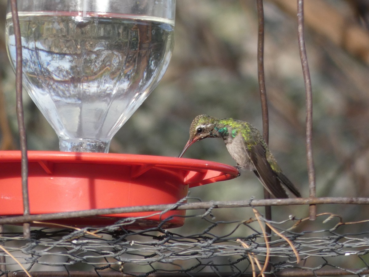 Broad-billed Hummingbird - ML171005101