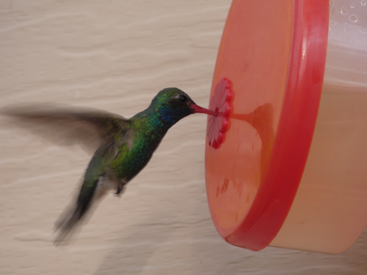 Broad-billed Hummingbird - ML171005111