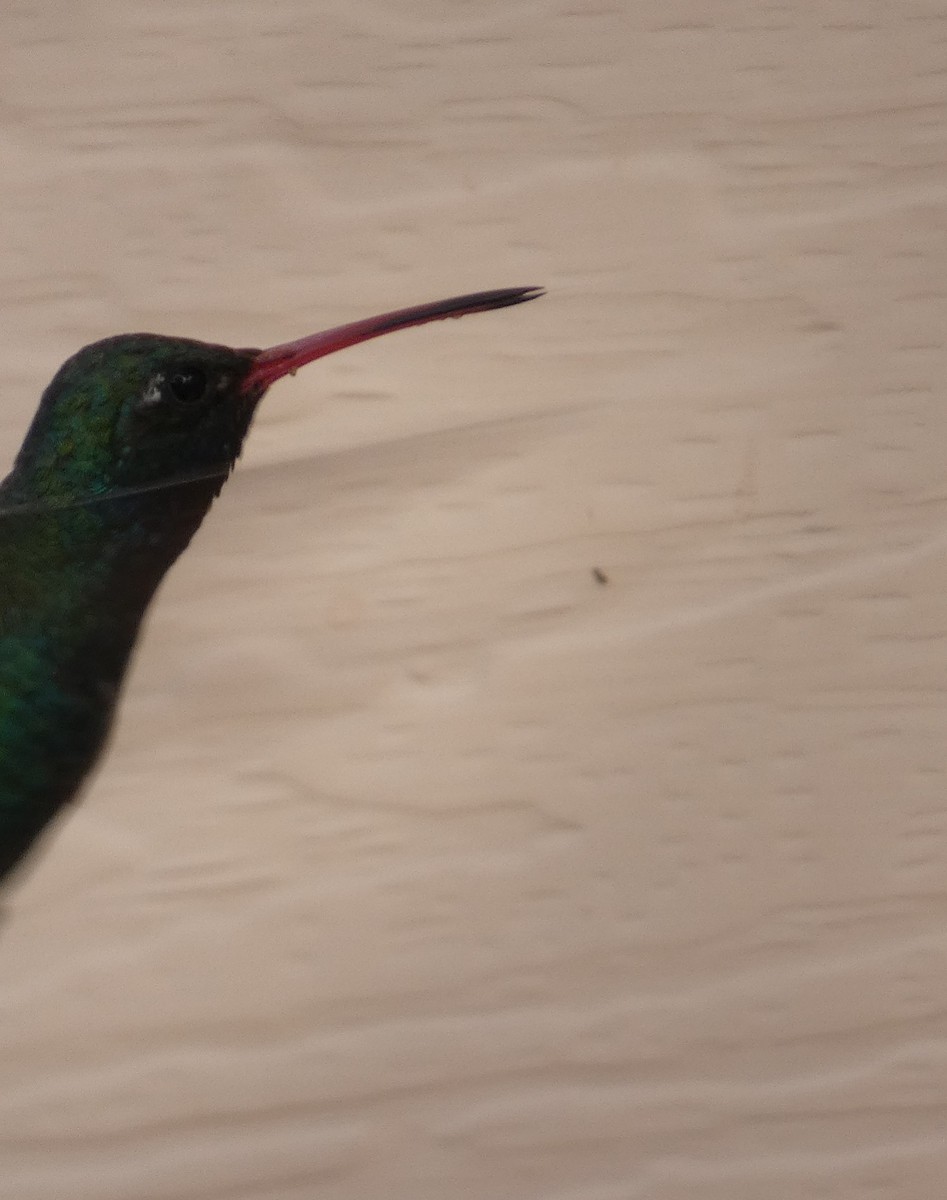 Broad-billed Hummingbird - ML171005141