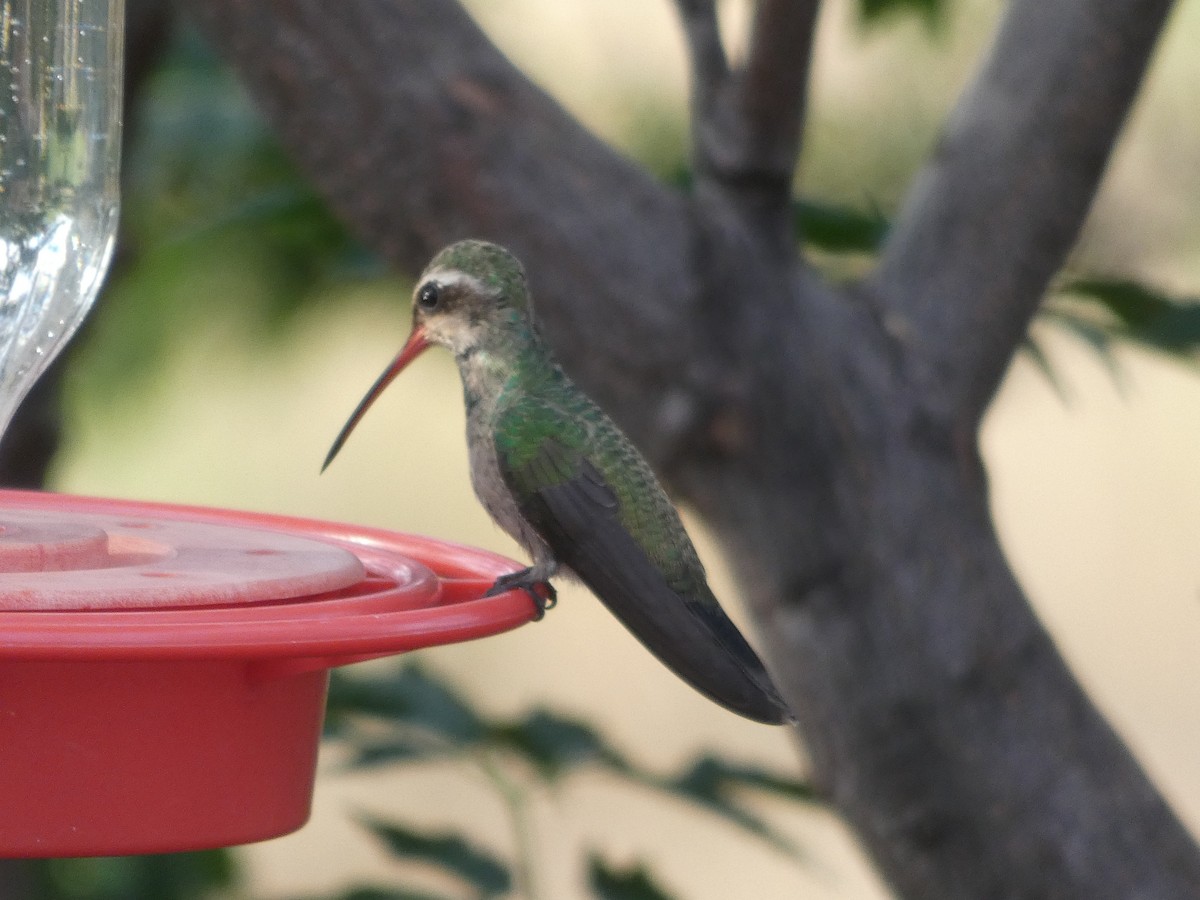 Broad-billed Hummingbird - ML171005181