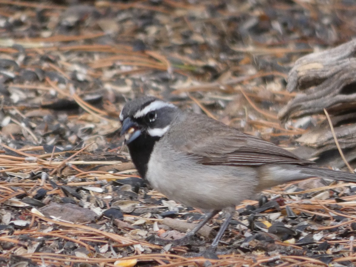 Black-throated Sparrow - ML171006741