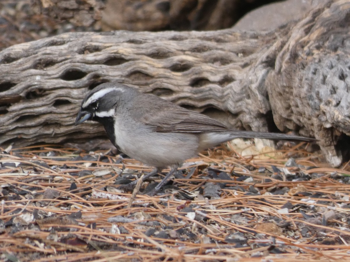 Black-throated Sparrow - ML171006771