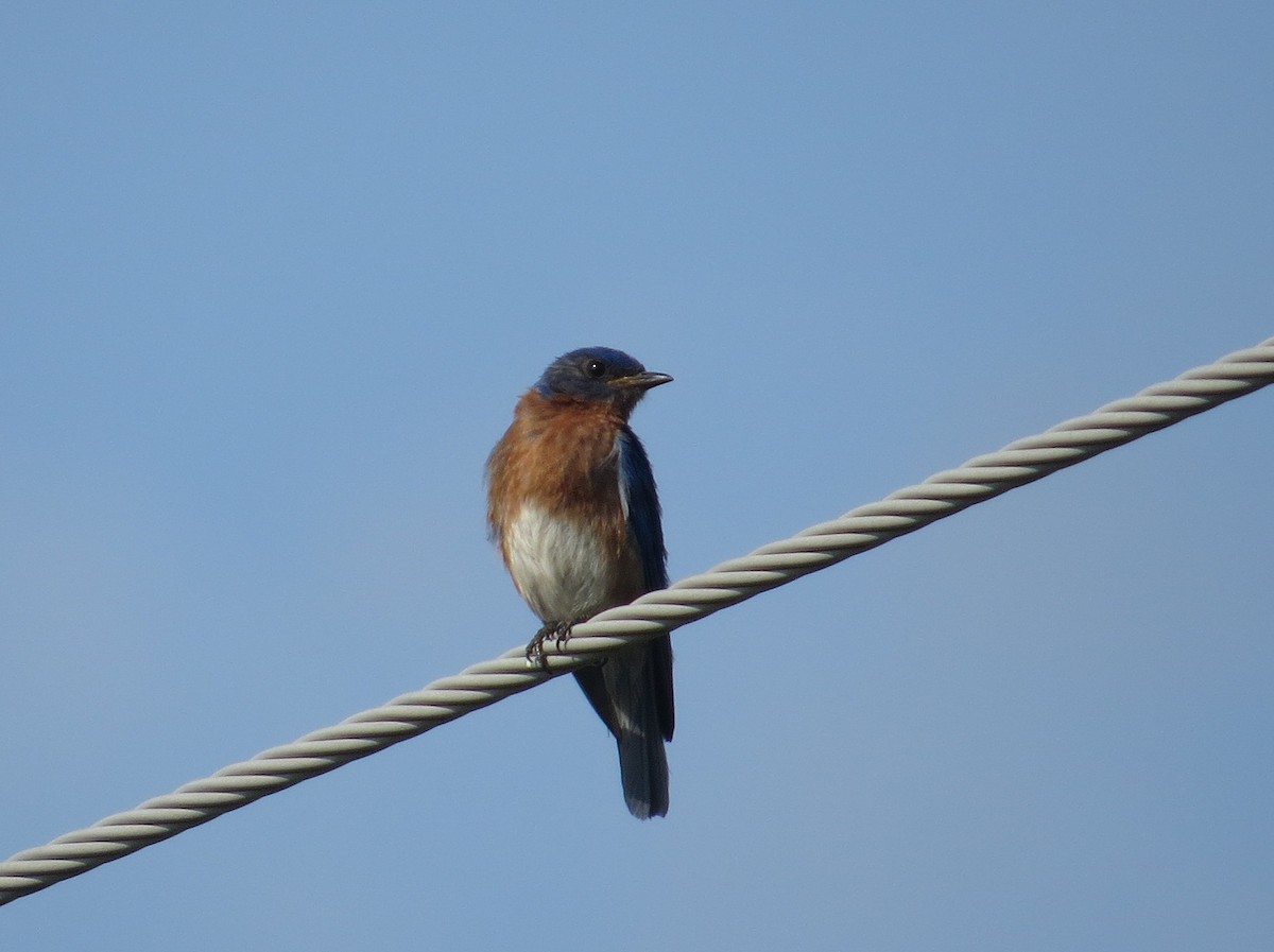 Eastern Bluebird - Asher  Warkentin