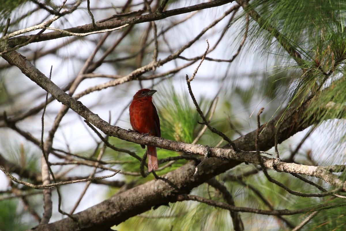 Hepatic Tanager - ML171017201