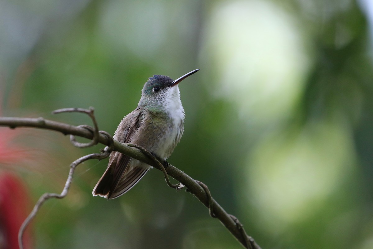 Azure-crowned Hummingbird - ML171017261