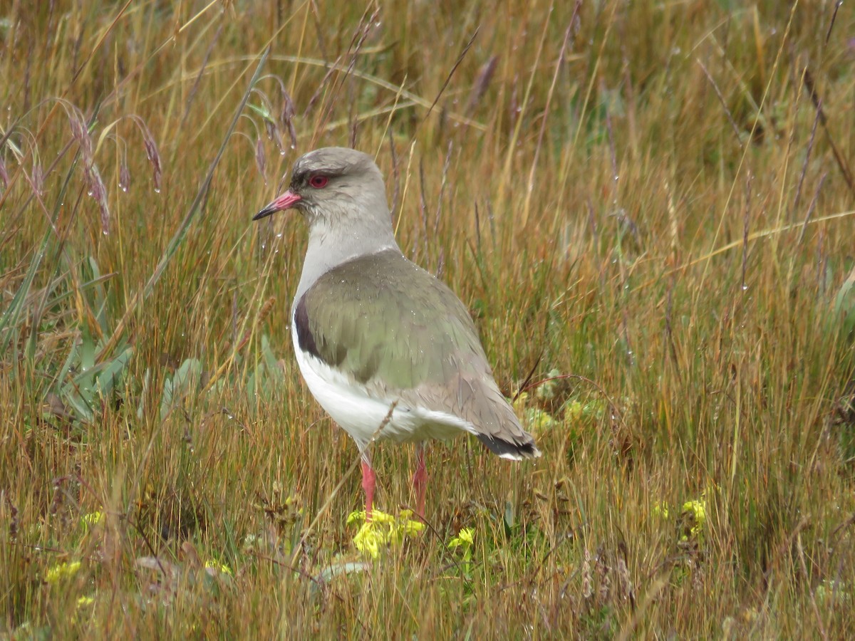 Andean Lapwing - ML171021481