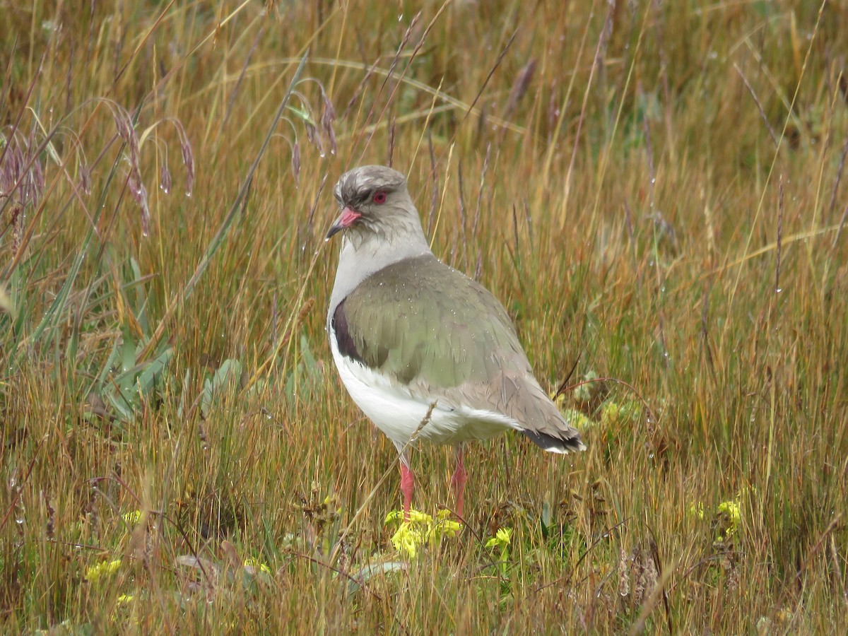 Andean Lapwing - ML171021491
