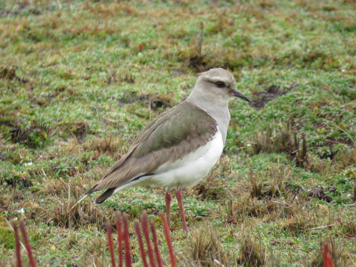 Andean Lapwing - ML171021501