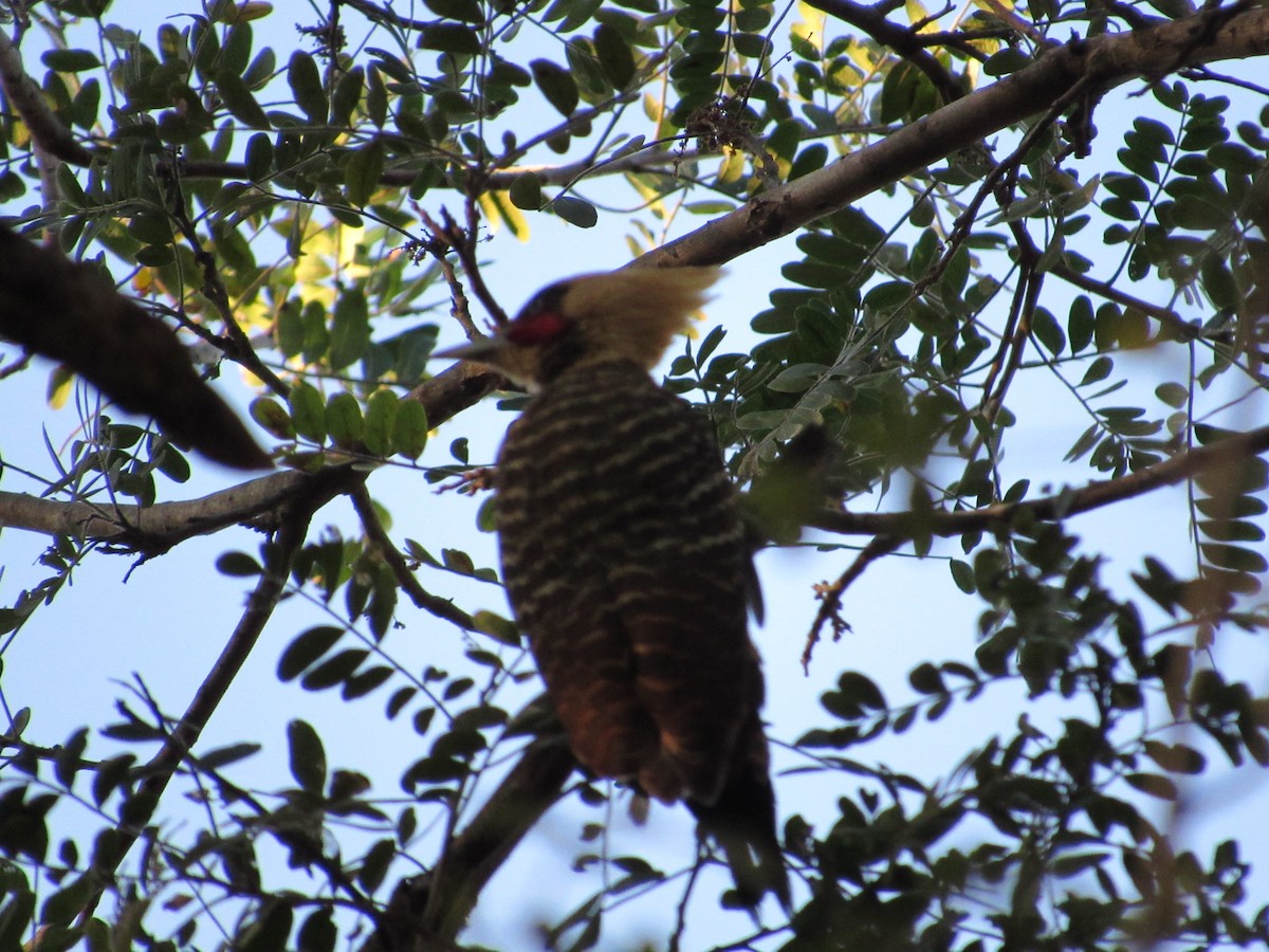 Pale-crested Woodpecker - ML171022101