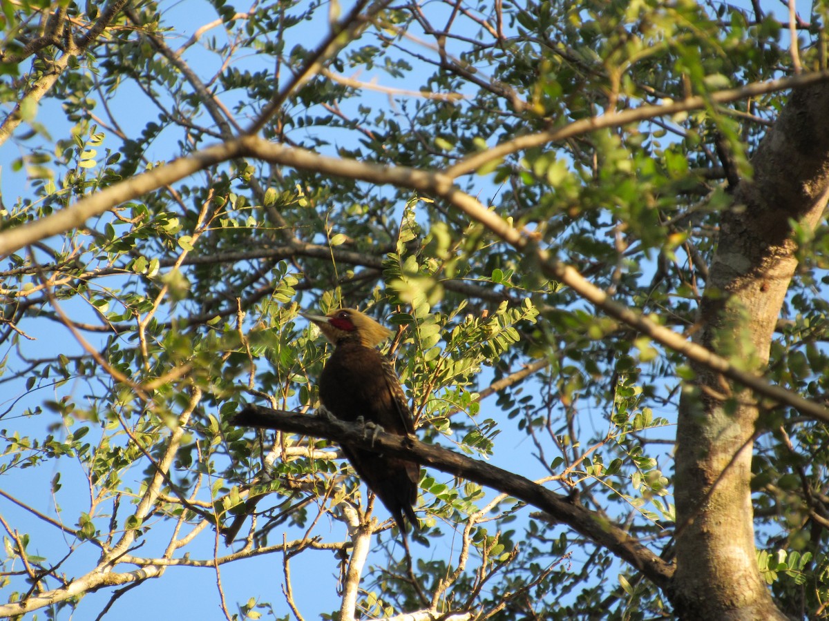 Pale-crested Woodpecker - samuel olivieri bornand