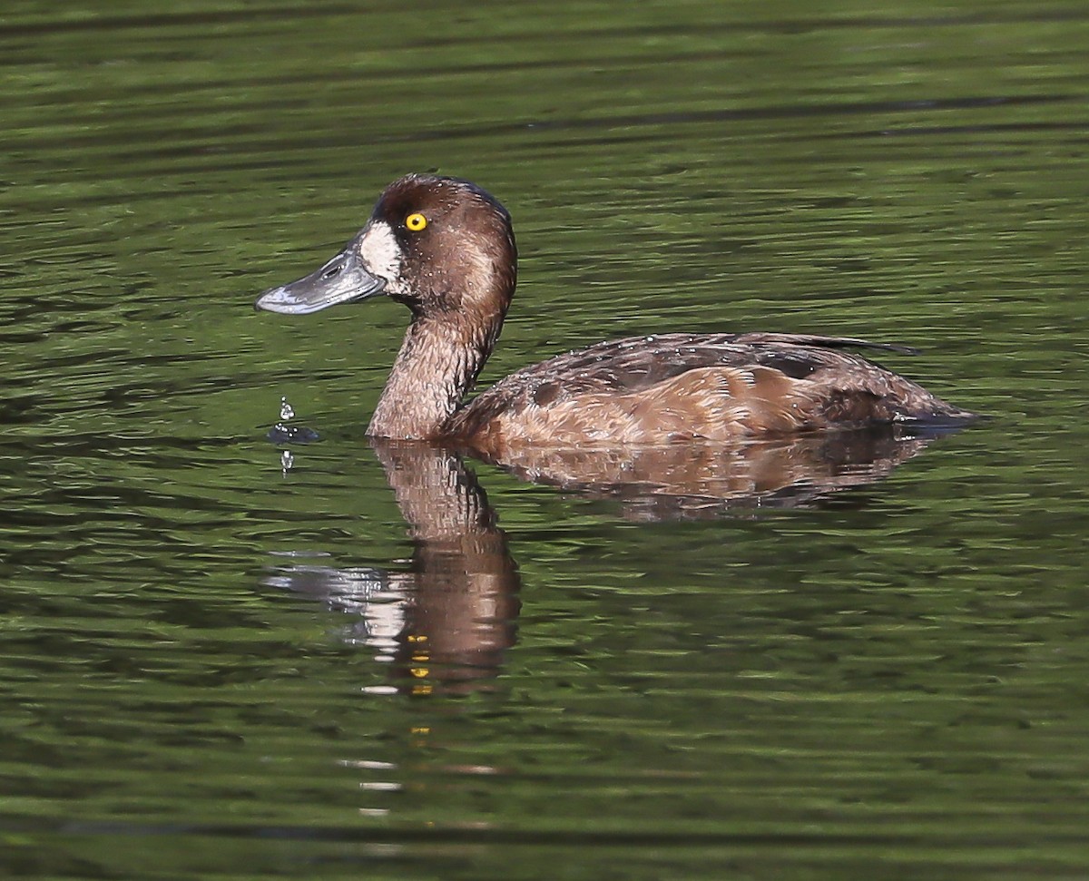 Greater Scaup - ML171023021