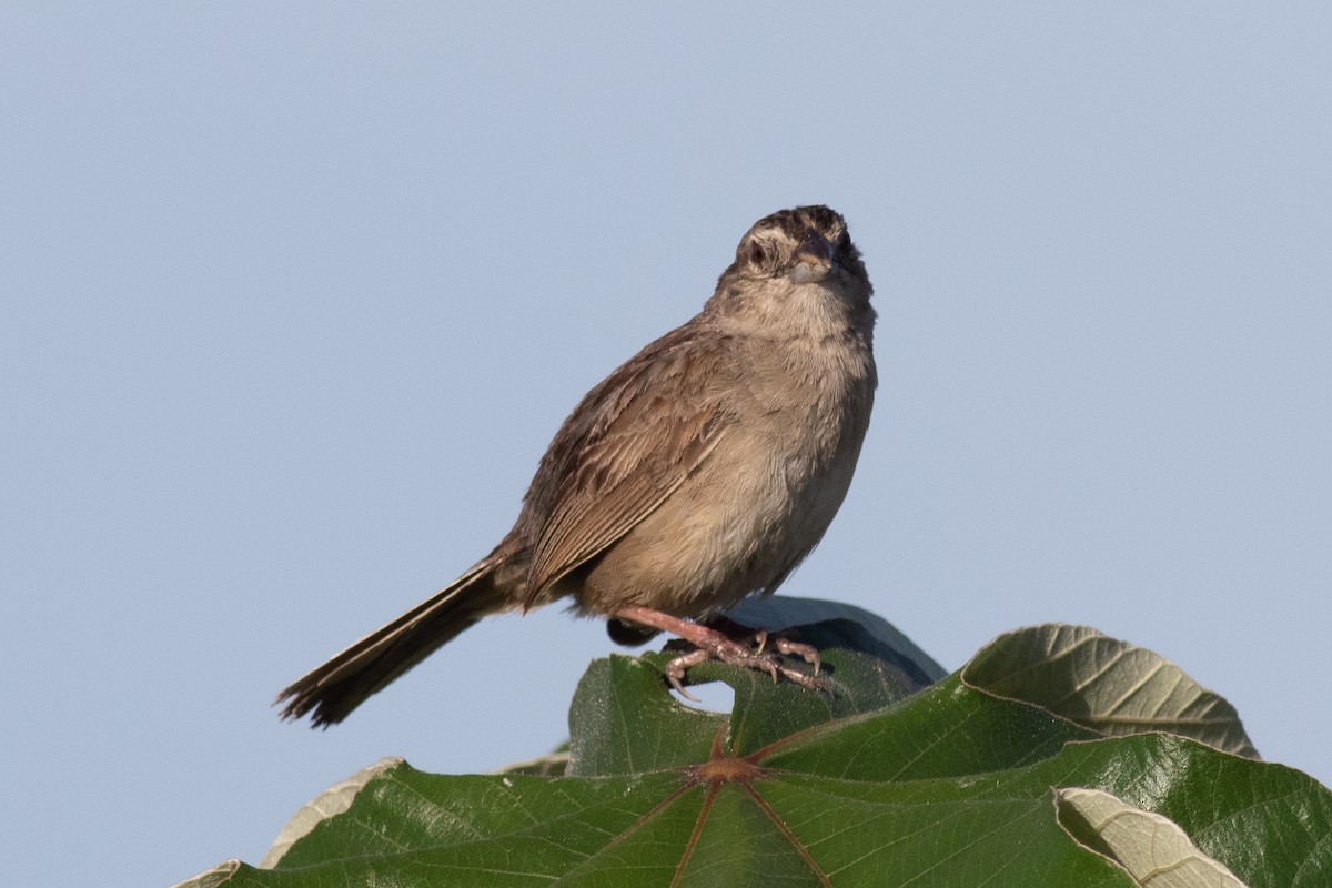 Botteri's Sparrow - ML171025151