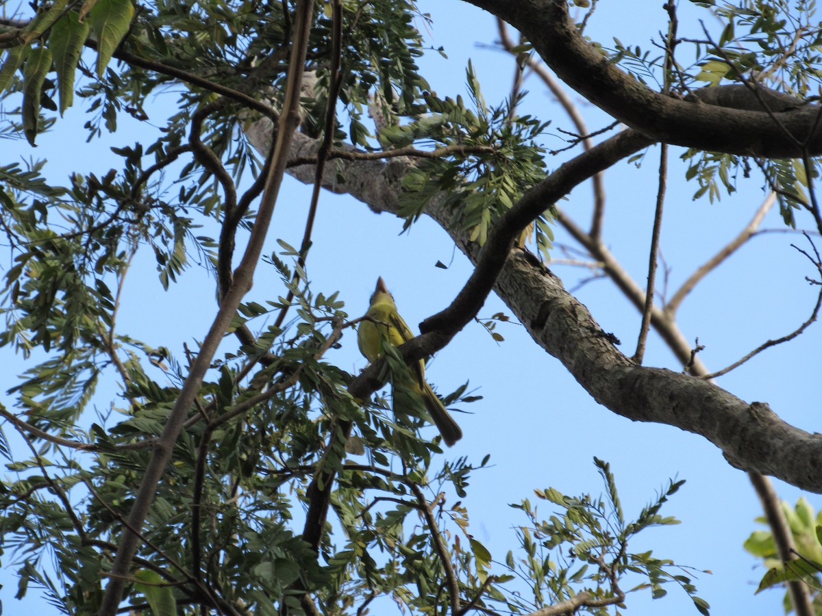 Yellow-olive Flatbill - samuel olivieri bornand