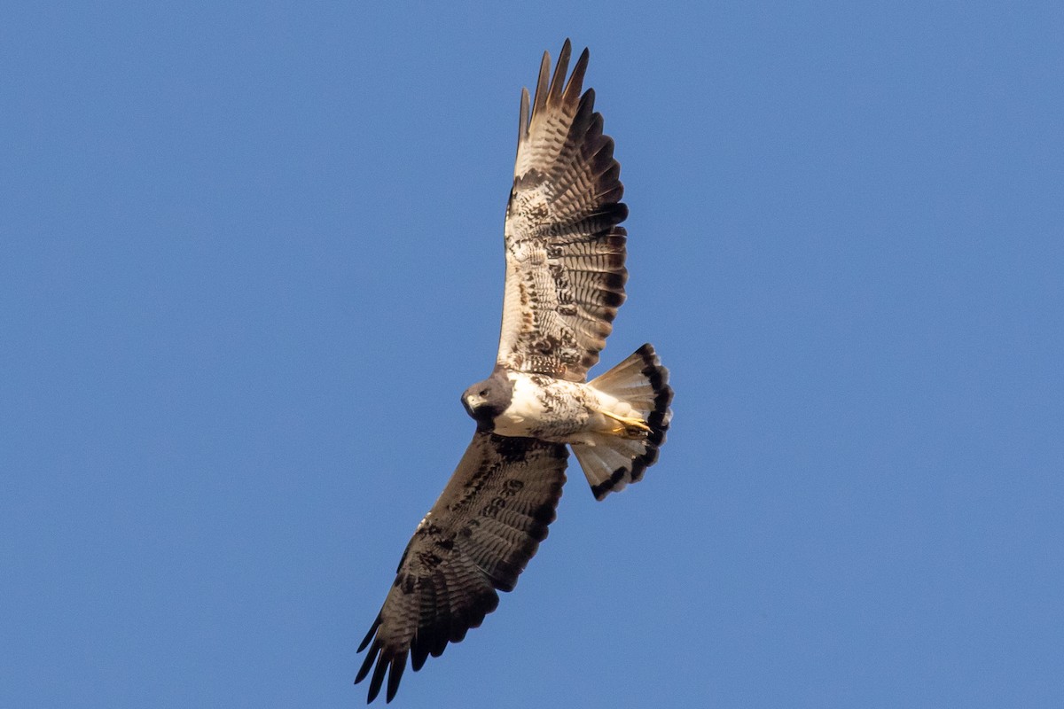 White-tailed Hawk - Francis Canto Jr