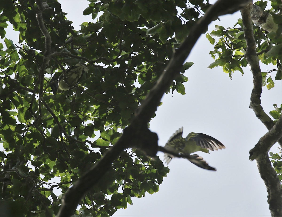 Тиморский зелёный голубь - ML171026711