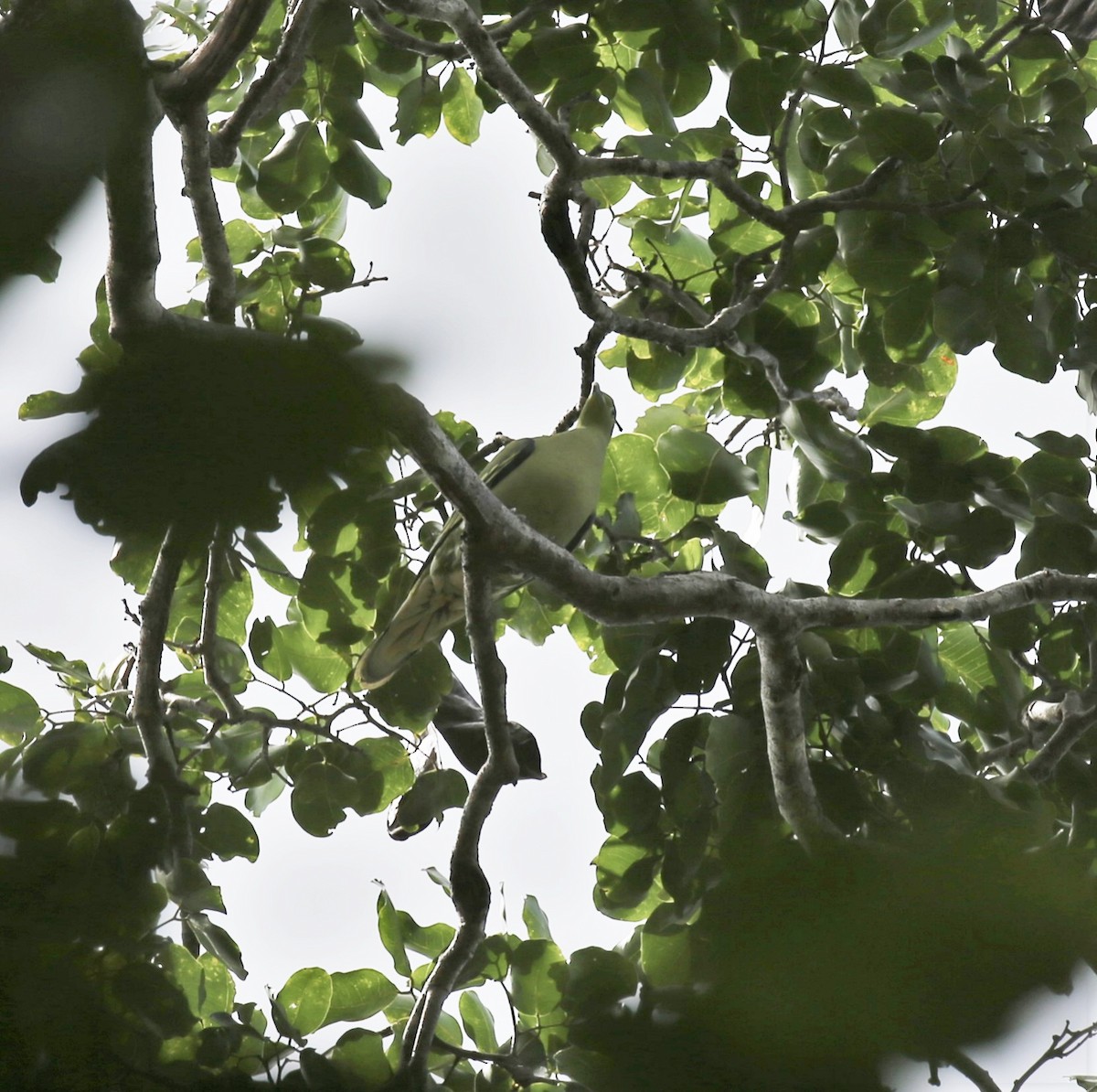 Тиморский зелёный голубь - ML171026811