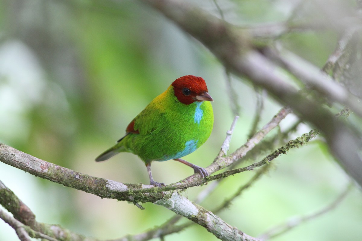 Rufous-winged Tanager - ML171034411