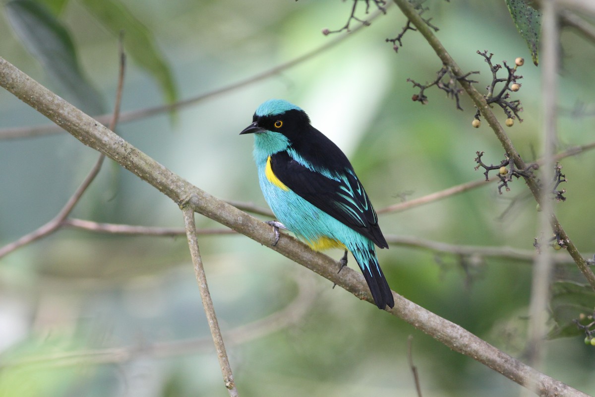 Black-faced Dacnis (Yellow-tufted) - ML171035031