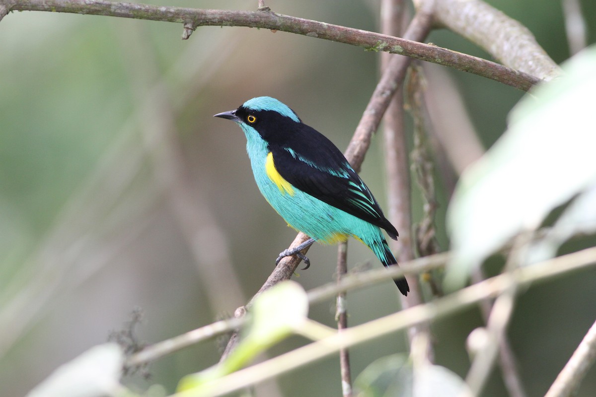 Black-faced Dacnis (Yellow-tufted) - ML171035261