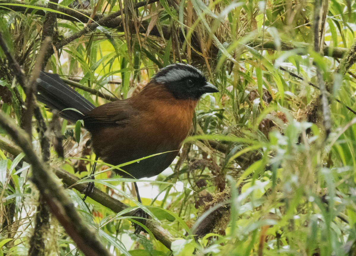 Tanager Finch - ML171035331