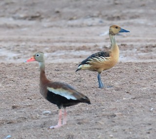 Fulvous Whistling-Duck, ML171037091