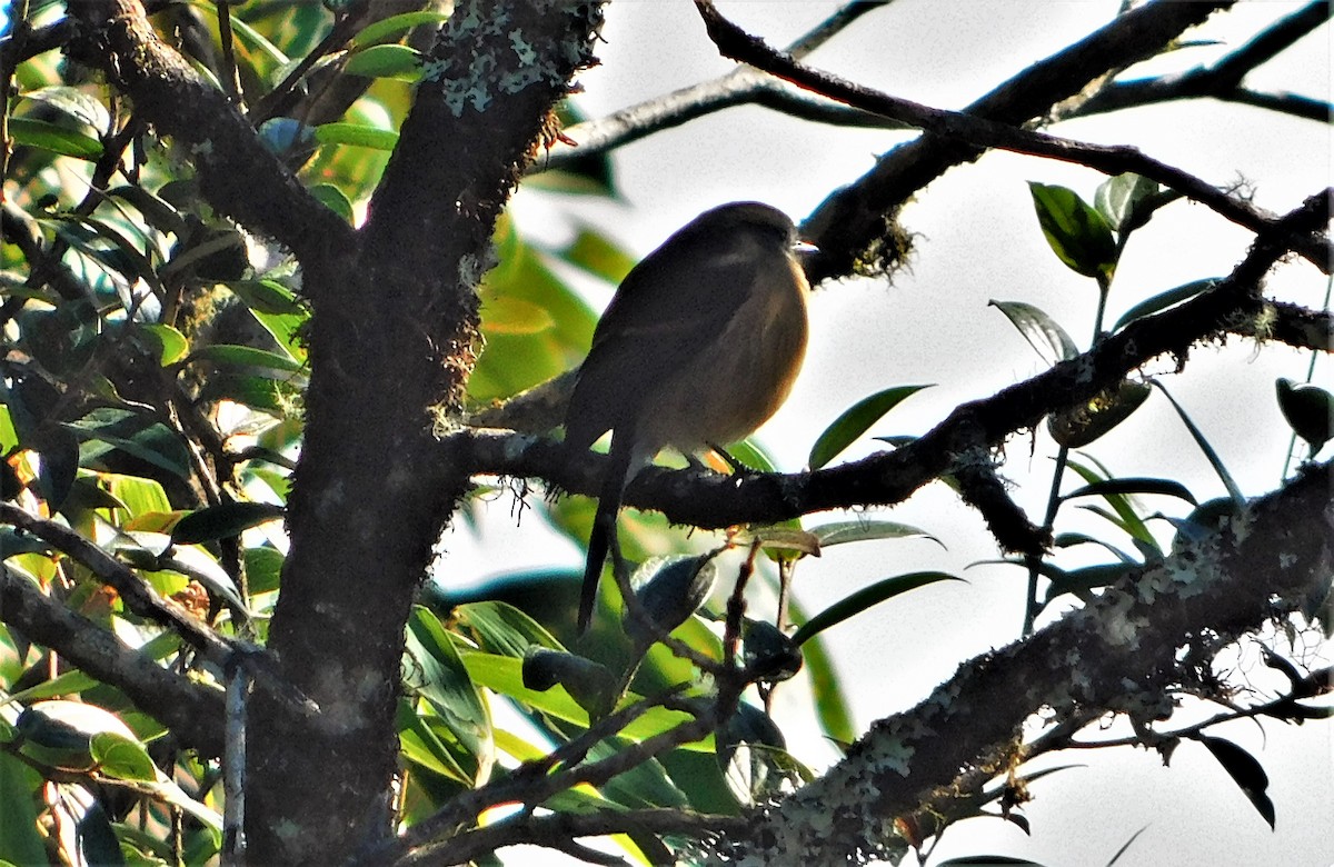 Brown-backed Chat-Tyrant - ML171039441