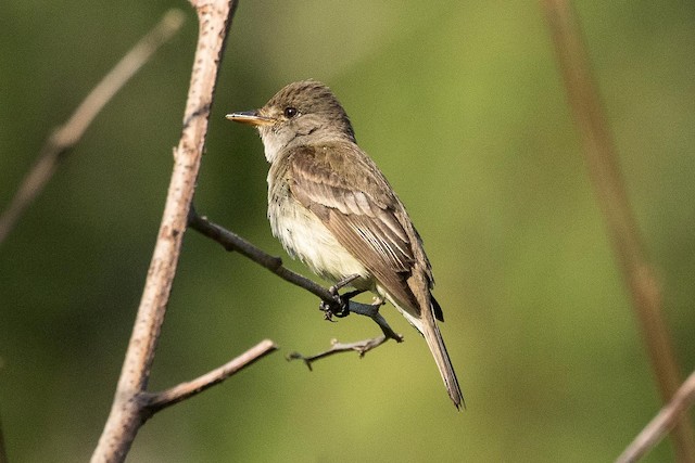 脚付きシエッポ　FLYCATCHER w.foot SIEPPO w.foot 脚付きシエッポ　FLYCATCHER SIEPPO