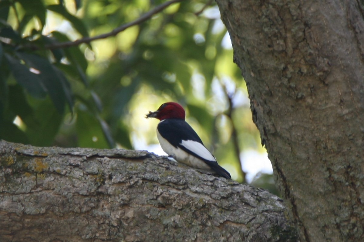 Red-headed Woodpecker - ML171043121