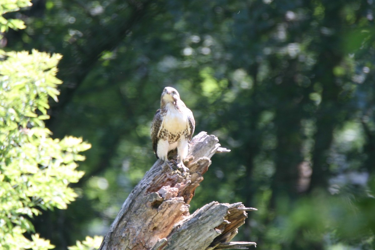 Red-tailed Hawk - ML171043591