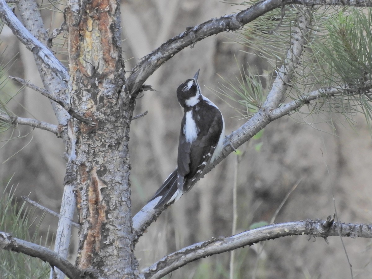 Hairy Woodpecker (Rocky Mts.) - Josh Netherton