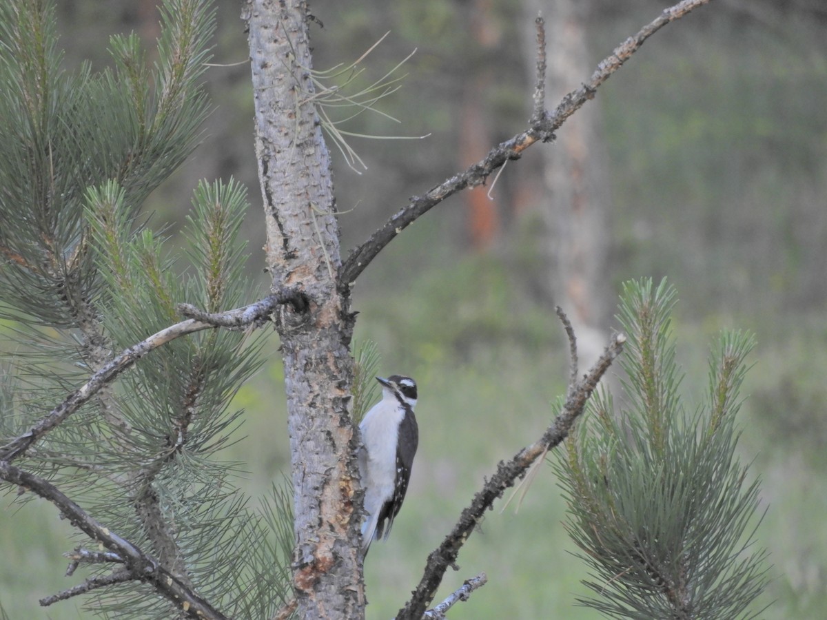 Hairy Woodpecker (Rocky Mts.) - ML171043791