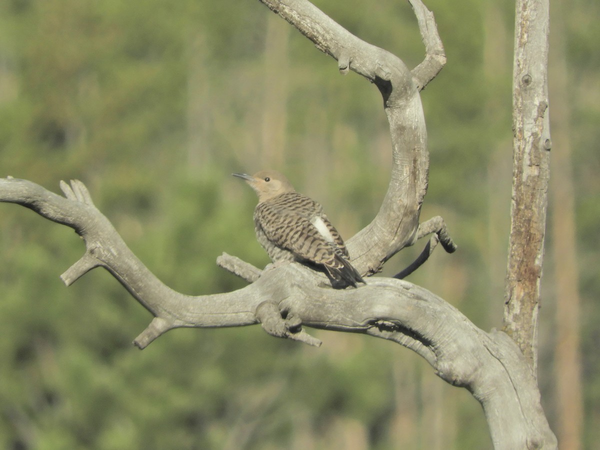 Northern Flicker (Red-shafted) - ML171044261