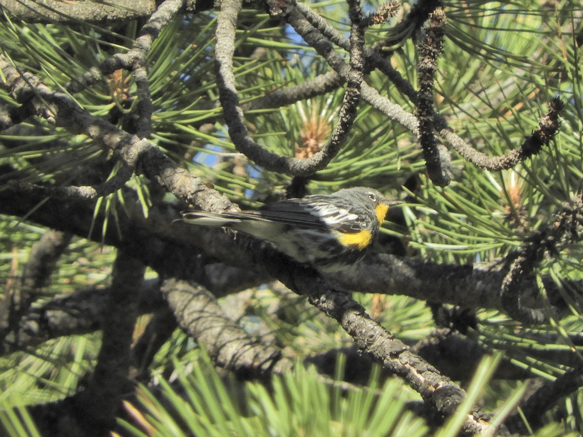 Yellow-rumped Warbler (Audubon's) - Josh Netherton