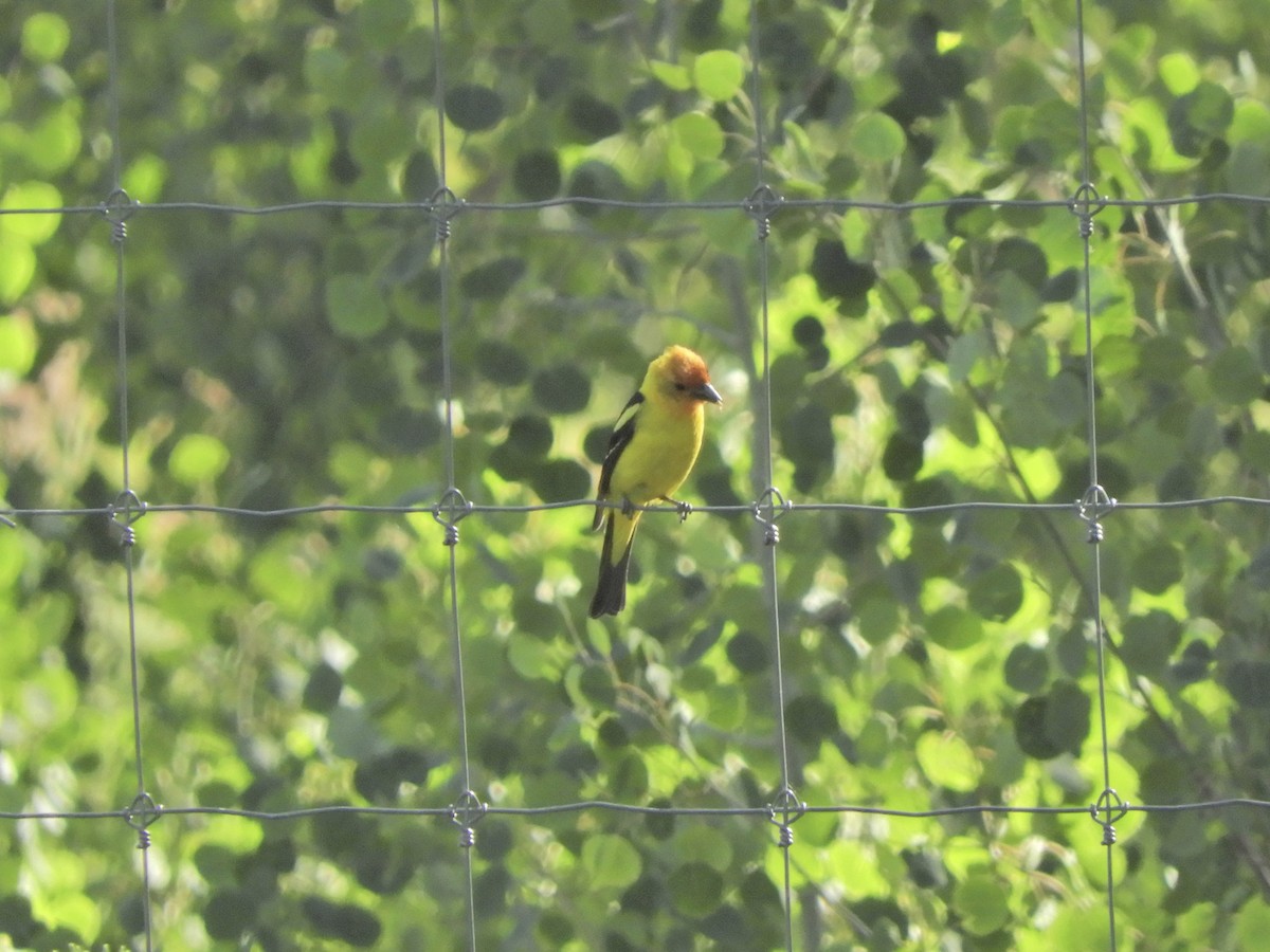 Western Tanager - ML171044791
