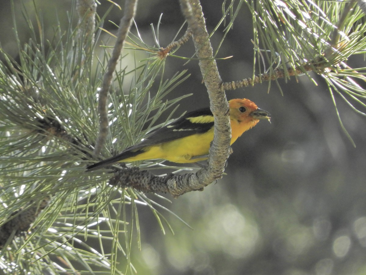 Western Tanager - ML171044801