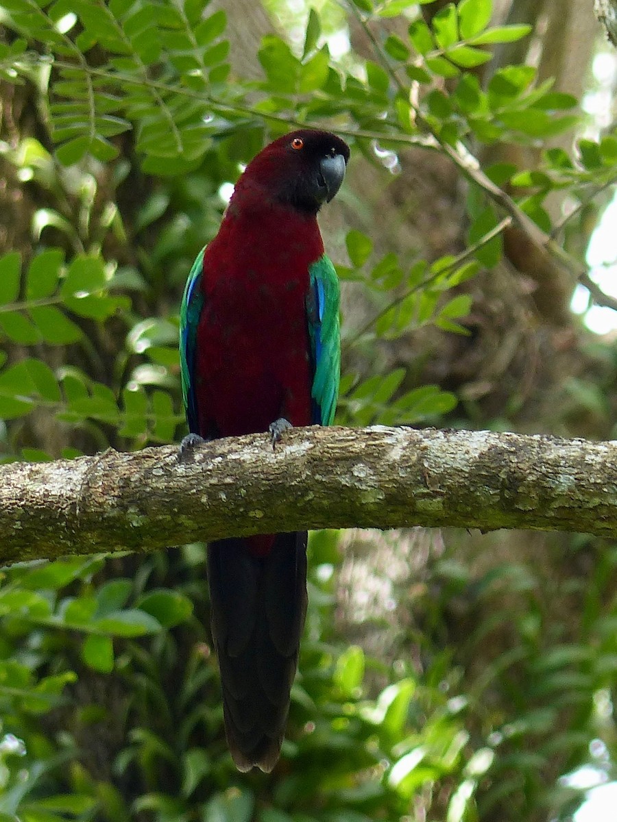 Red Shining-Parrot - ML171045221