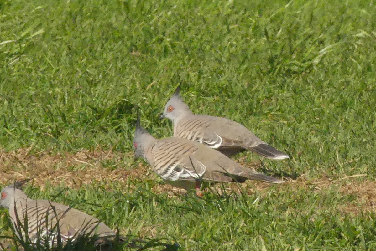 Crested Pigeon - ML171045991