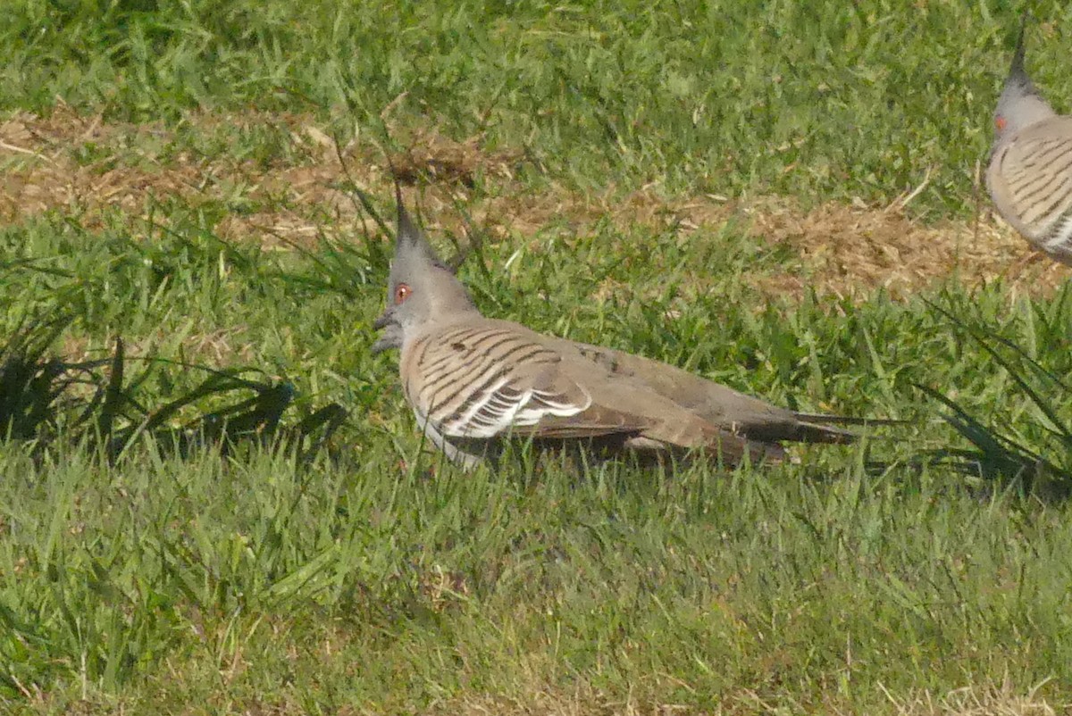 Crested Pigeon - Andrew Sides