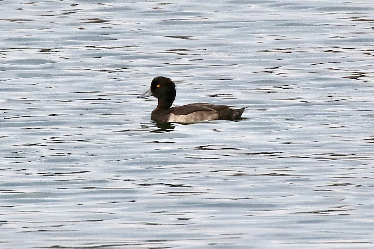 Tufted Duck - ML171046161