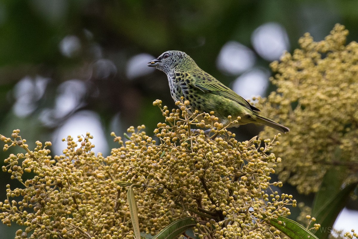 Spotted Tanager - ML171053161