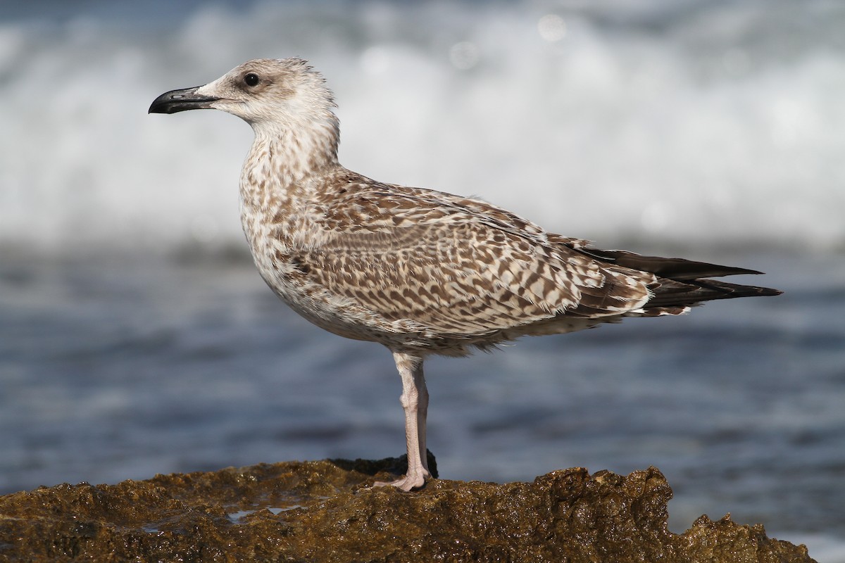 Yellow-legged Gull (michahellis) - ML171055071